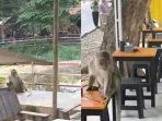 Monyet Liar Resahkan Warga Jalan Veteran Sindang, Pengunjung & Pengendara Waspada