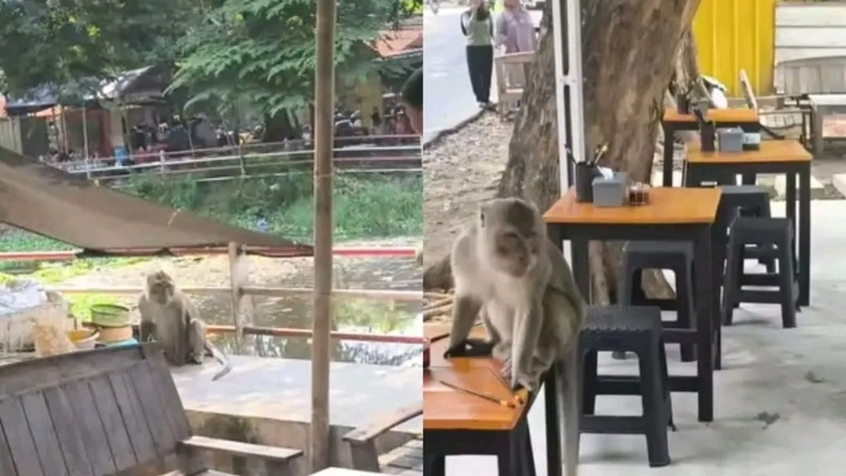 Monyet Liar Resahkan Warga Jalan Veteran Sindang, Pengunjung & Pengendara Waspada