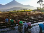 nilai-tukar-petani-naik-199-mei-2026-karet-bawang-merah-dongkrak-83065 Nilai Tukar Petani Naik 1,99% Mei 2026: Karet, Bawang Merah Dongkrak