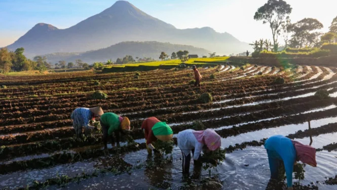 Nilai Tukar Petani Naik 1,99% Mei 2026: Karet, Bawang Merah Dongkrak