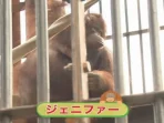 Orangutan Kalimantan: Simbol Persahabatan Indonesia-Jepang