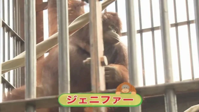 Orangutan Kalimantan: Simbol Persahabatan Indonesia-Jepang
