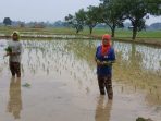 Padi Sumbermulya Haurgeulis Kendala Lahan Tadah Hujan Tak Serentak
