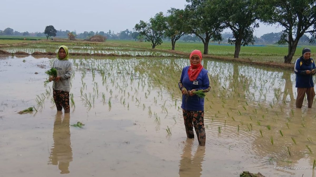 Padi Sumbermulya Haurgeulis Kendala Lahan Tadah Hujan Tak Serentak