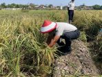 Panen 4 Ton Gabah dari Lapas Indramayu: Kisah Sukses Warga Binaan
