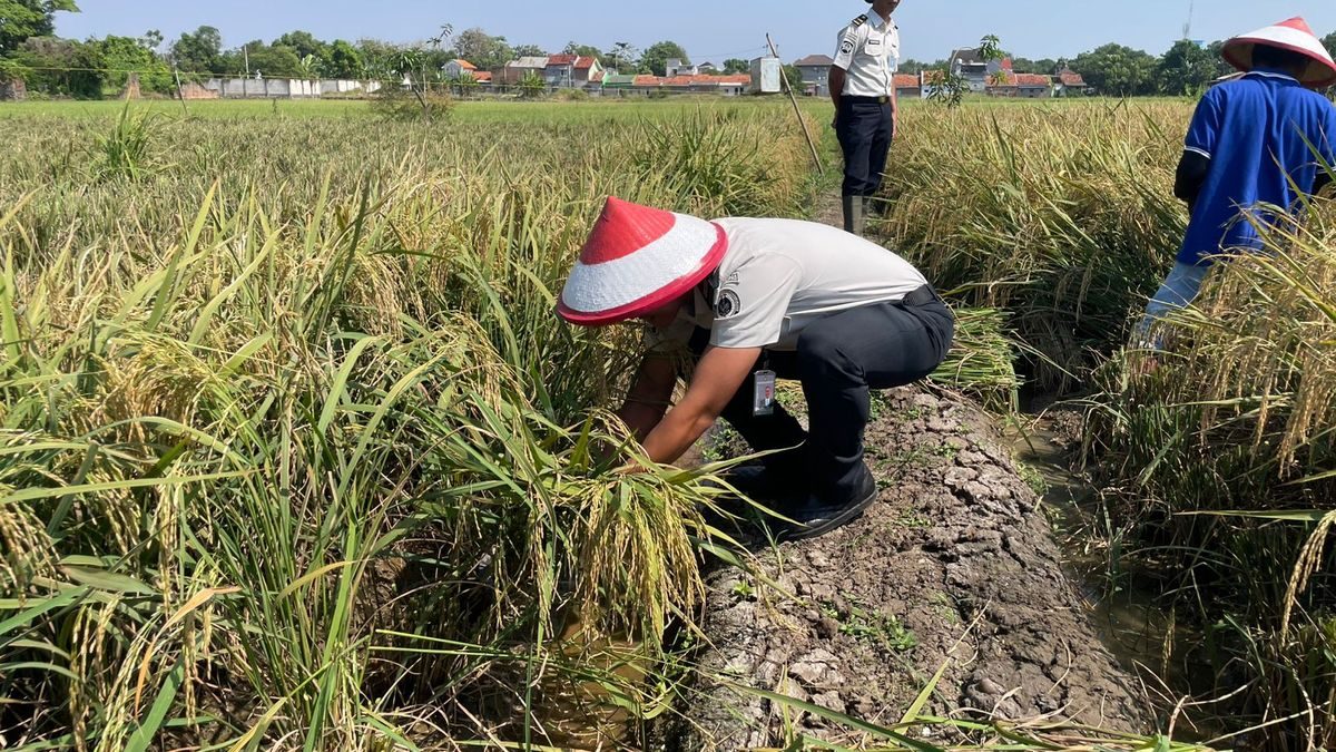 Panen 4 Ton Gabah dari Lapas Indramayu: Kisah Sukses Warga Binaan