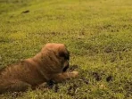 Pemilik Anjing Pemburu Babi Jadi Tersangka Tewasnya Bocah di Jasinga