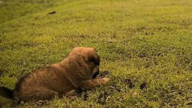 Pemilik Anjing Pemburu Babi Jadi Tersangka Tewasnya Bocah di Jasinga