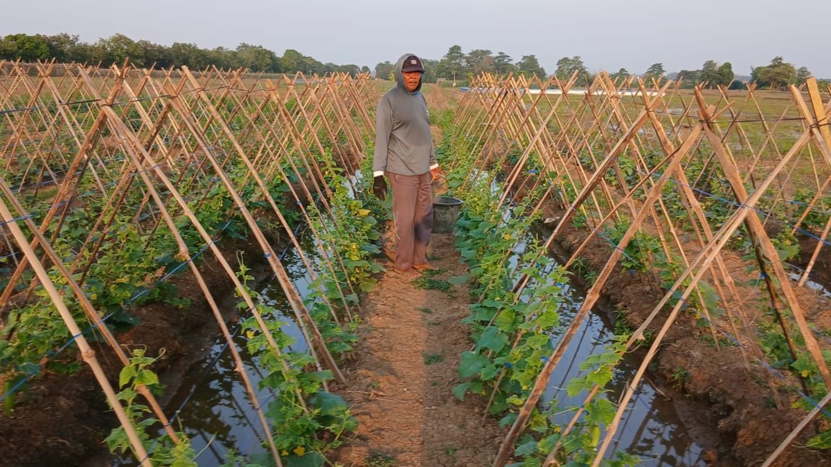 Petani Kedungwungu Indramayu: Tanaman Stres Cuaca Ekstrem Meski Air Tersedia