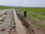 Petani Salamdarma Tebar Benih, Panen Kedua Dongkrak Produksi Padi