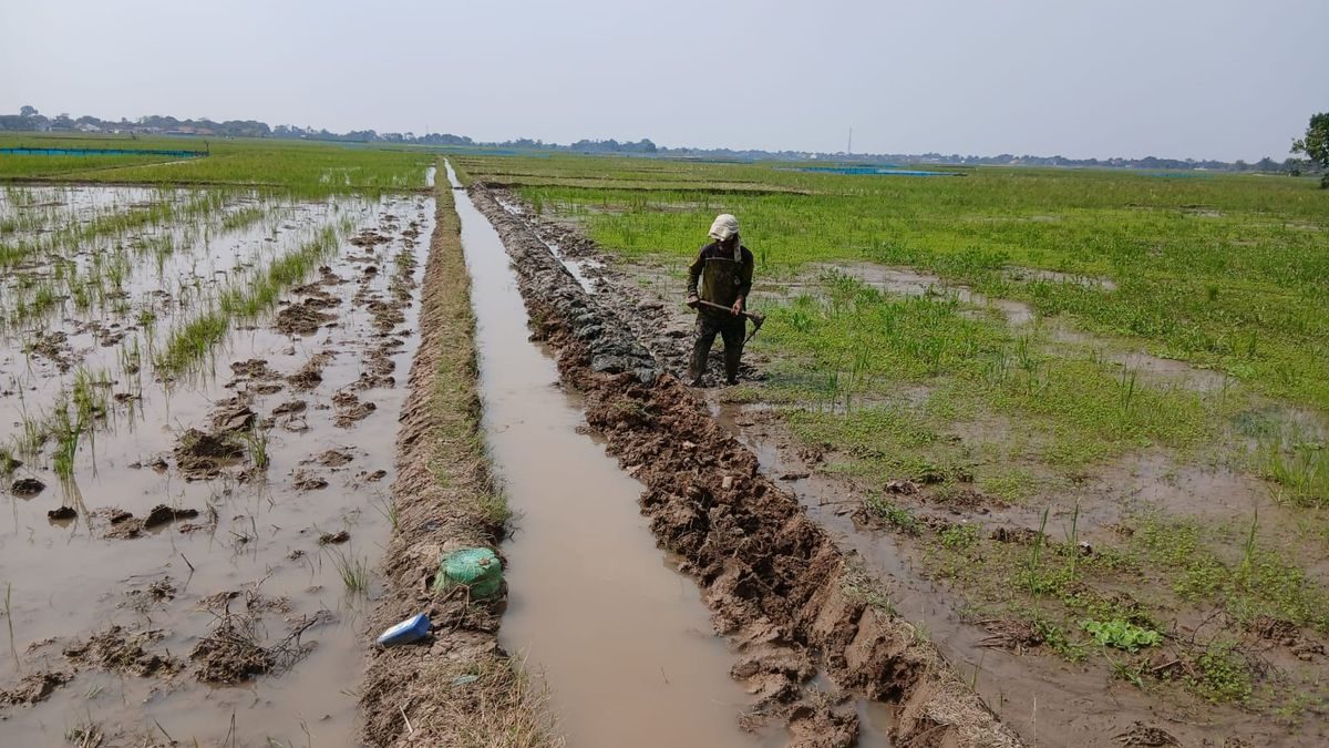 Petani Salamdarma Tebar Benih, Panen Kedua Dongkrak Produksi Padi