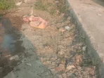 Saluran Tersier Tersumbat: Petani Sawah Puyuh Indramayu Keluhkan Tanah