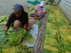 Tembakau Sumber Kehidupan Bondowoso