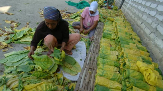 Tembakau Sumber Kehidupan Bondowoso