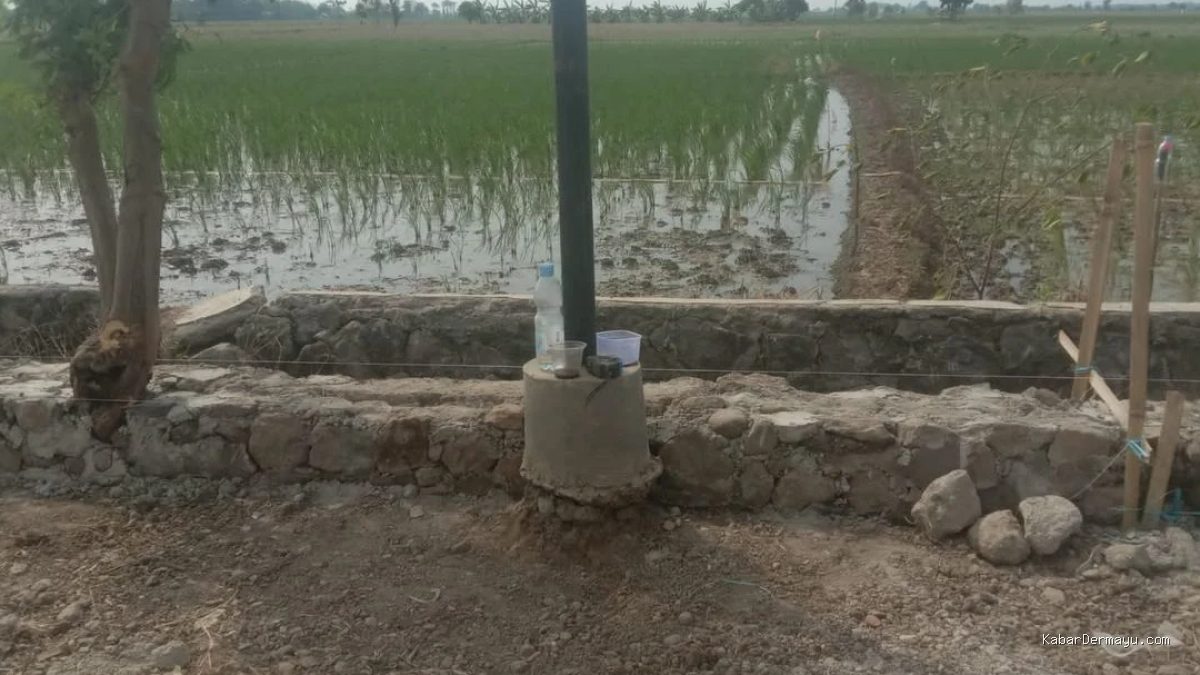 TPT Indramayu: Pohon Tumbuh di Jalan Sukamelang-SP Kedokan, Rekonstruksi Disorot