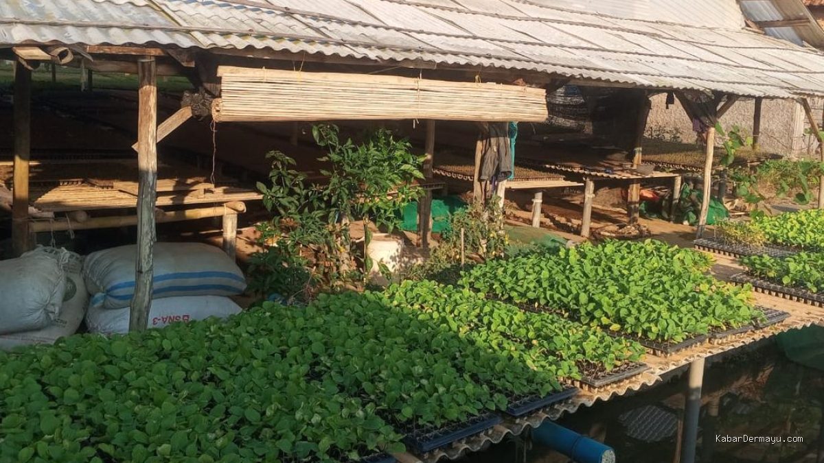 Ziyadah Indramayu: 9 Tahun Sukses Layani Petani, Ketekunan Sobidin