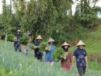 astra-sulap-rumah-koran-kanreapia-jadi-sentra-sayuran-unggulan-73189 Astra Sulap Rumah Koran Kanreapia Jadi Sentra Sayuran Unggulan