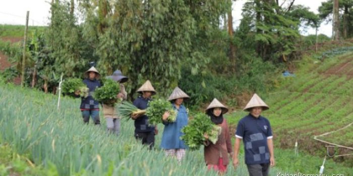 Astra Sulap Rumah Koran Kanreapia Jadi Sentra Sayuran Unggulan