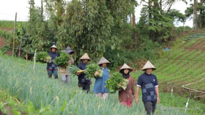 Astra Sulap Rumah Koran Kanreapia Jadi Sentra Sayuran Unggulan