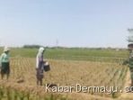 Babinsa Koramil Terisi Turun ke Sawah, Ini Misi Penting di Indramayu