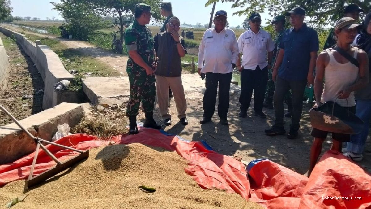 Bulog Indramayu 158 Ribu Ton Gabah: Rekor Tertinggi Sepanjang Sejarah