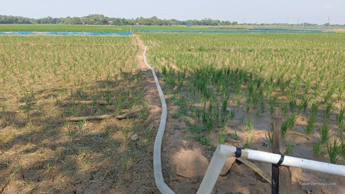 DKPP Indramayu Normalisasi Irigasi, Selamatkan 13 Ribu Hektare Sawah