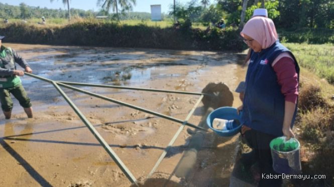 Dongkrak Padi Surade: Demplot PM-AAS Swadaya Sukses