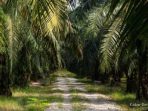 DPR Ajukan UU Kelapa Sawit ke Prolegnas 2026, Ingatkan Malaysia Telah Punya Regulasi
