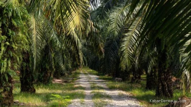 DPR Ajukan UU Kelapa Sawit ke Prolegnas 2026, Ingatkan Malaysia Telah Punya Regulasi