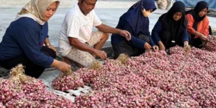 Harga Bawang Turun, Cek Daftar Harga Beras, Telur, dan Ayam Hari Ini