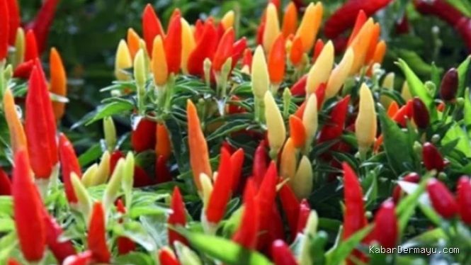 Harga Pangan Hari Ini: Cabai Rawit Merah Naik, Telur Stagnan