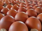 harga-telur-di-pasar-terisi-indramayu-tembus-rp30-ribu-per-kg-25978 Harga Telur di Pasar Terisi Indramayu Tembus Rp30 Ribu per Kg