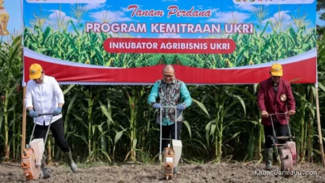 Kementerian UMKM Perkuat Kelompok Tani Jagung Lewat KUR