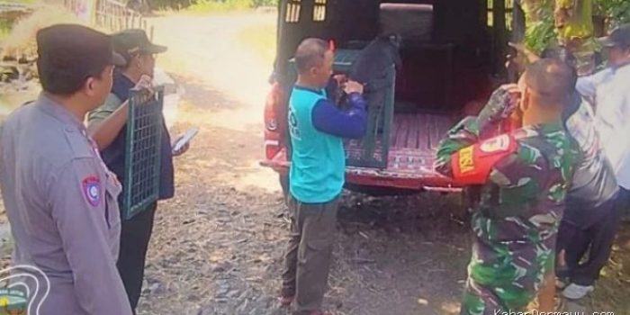 Kisah Penyelamatan Momon, Lutung Jawa di Bondowoso oleh Kemenhut