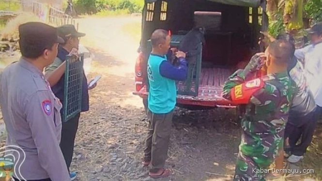 Kisah Penyelamatan Momon, Lutung Jawa di Bondowoso oleh Kemenhut