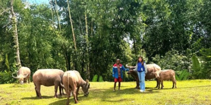 Mantri BRI Bawa Akses Perbankan ke Pegunungan Toraja Utara