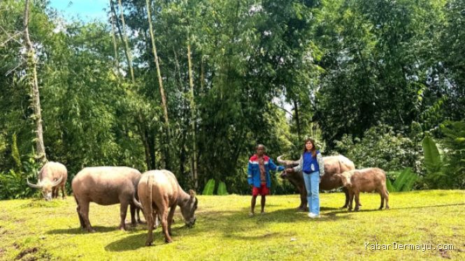 Mantri BRI Bawa Akses Perbankan ke Pegunungan Toraja Utara