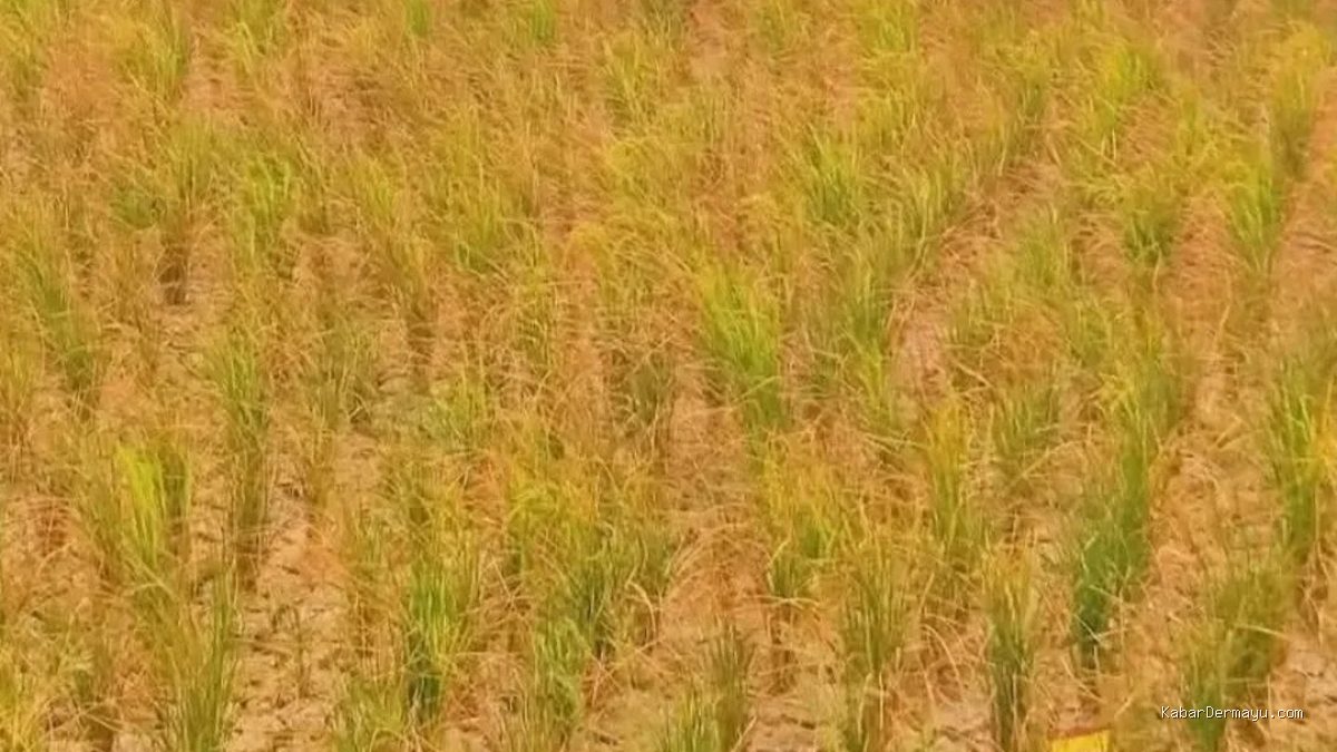 Musim Tanam Gadu Dimulai, Petani Indramayu Rela Begadang demi Air