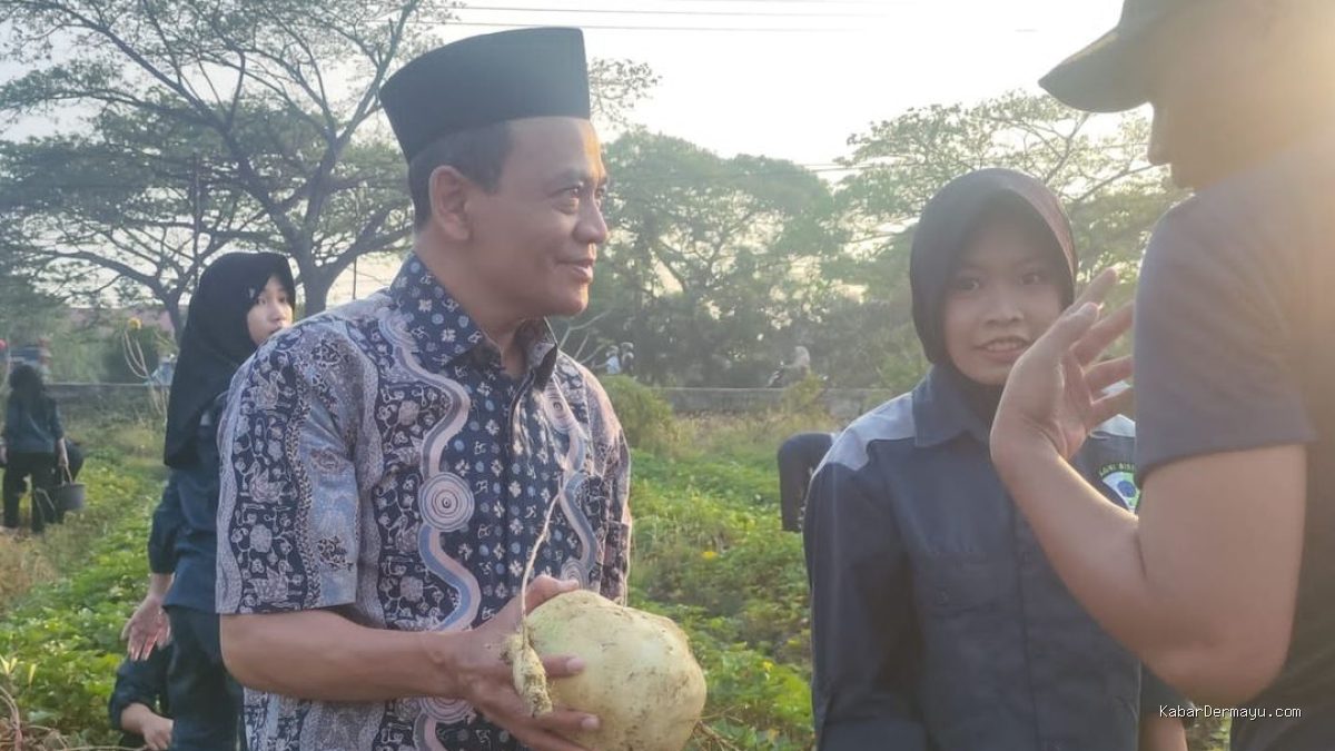 Panen Ubi Jalar Varietas Unggul di TEFA ATPH SMKN 1 Losarang