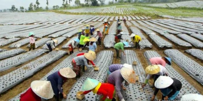 Penguatan Perlindungan dan Pemberdayaan Petani Perkebunan Diperlukan