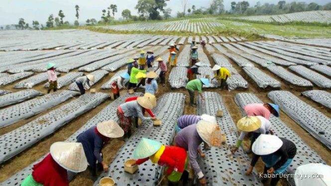 Penguatan Perlindungan dan Pemberdayaan Petani Perkebunan Diperlukan