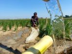 Pertamina EP & Kementan: Selamatkan 427 Ha Sawah Tadah Hujan Jatimunggul