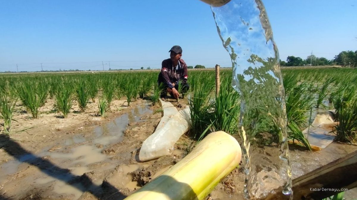 Pertamina EP & Kementan: Selamatkan 427 Ha Sawah Tadah Hujan Jatimunggul