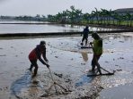 sambut-musim-tanam-kedua-petani-desa-kopyah-gotong-royong-sawah-60232 Sambut Musim Tanam Kedua, Petani Desa Kopyah Gotong Royong Sawah
