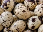 Bisnis Ternak Puyuh Petelur: Lahan Sempit Bisa Hasilkan Cuan