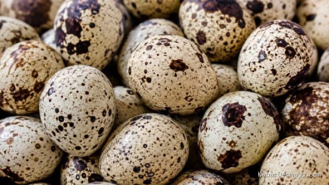 Bisnis Ternak Puyuh Petelur: Lahan Sempit Bisa Hasilkan Cuan