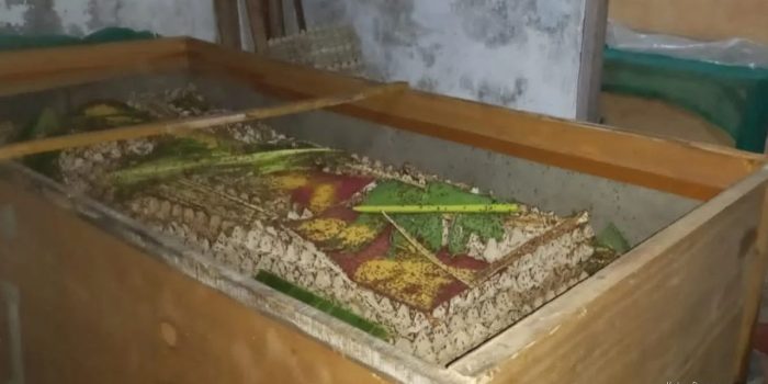 Budidaya Jangkrik Jadi Peluang Cuan Warga Jangga Indramayu