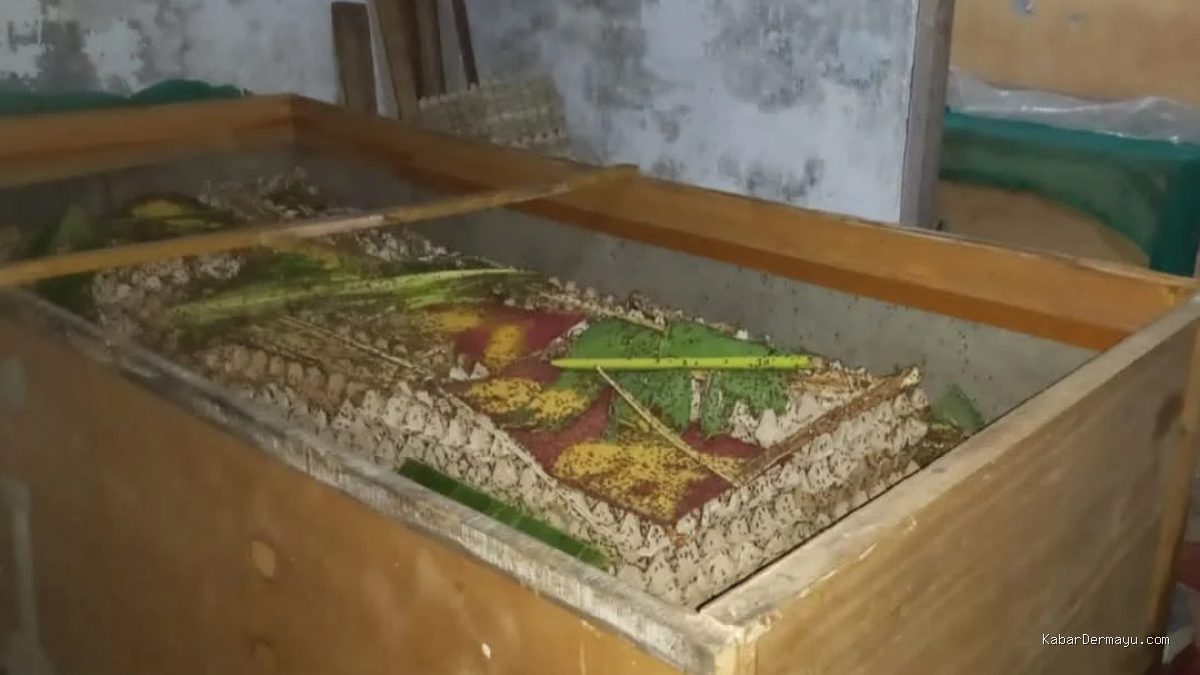 Budidaya Jangkrik Jadi Peluang Cuan Warga Jangga Indramayu