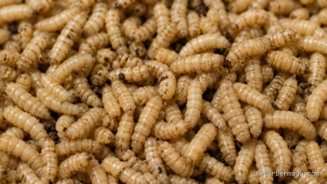 Budidaya Maggot Modal Sampah Organik: Panduan Praktis Memulai Bisnis