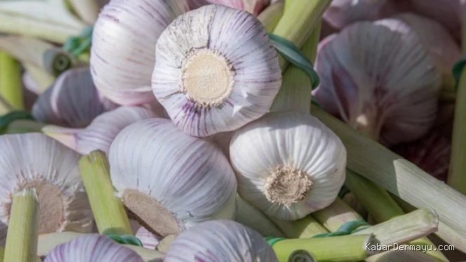 Impor Bawang Putih Tembus 229,76 Ribu Ton, 98 Persen dari China